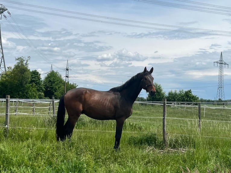 German Sport Horse Gelding 4 years 16,1 hh Bay-Dark in Taiting