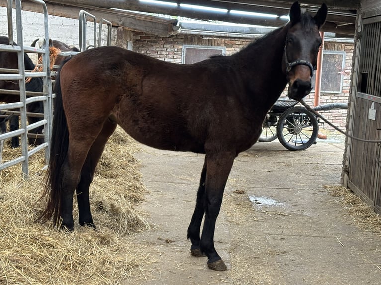 German Sport Horse Gelding 4 years 16,1 hh Bay-Dark in Grevenbroich