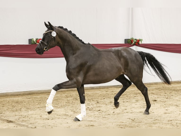 German Sport Horse Gelding 4 years 16,1 hh Black in Weilheim an der Teck