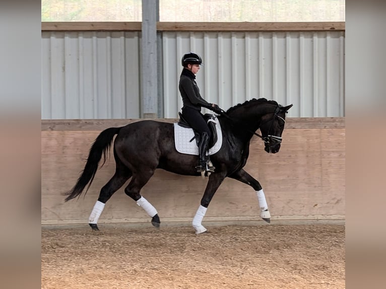 German Sport Horse Gelding 4 years 16,1 hh Black in Plech