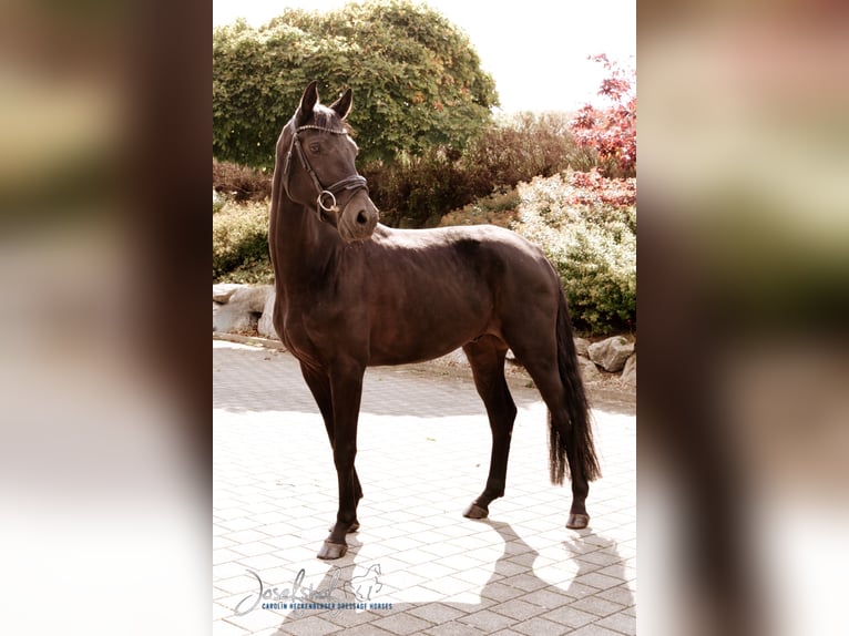 German Sport Horse Gelding 4 years 16,1 hh Black in Oberstadion
