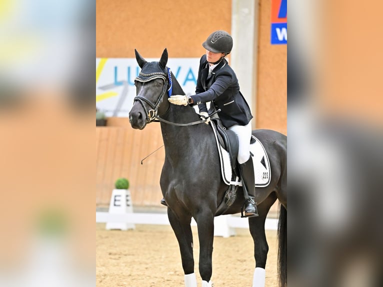 German Sport Horse Gelding 4 years 16,1 hh Black in Steinfeld