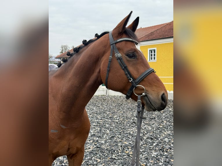 German Sport Horse Gelding 4 years 16,1 hh Brown in Kornberg