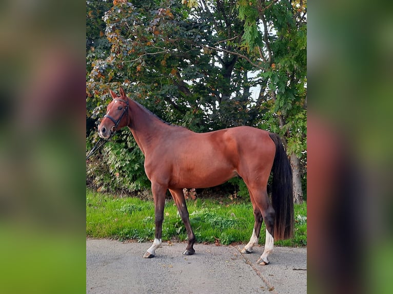 German Sport Horse Gelding 4 years 16,1 hh Brown in Perleberg