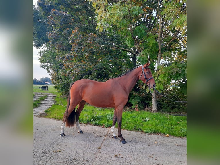 German Sport Horse Gelding 4 years 16,1 hh Brown in Perleberg