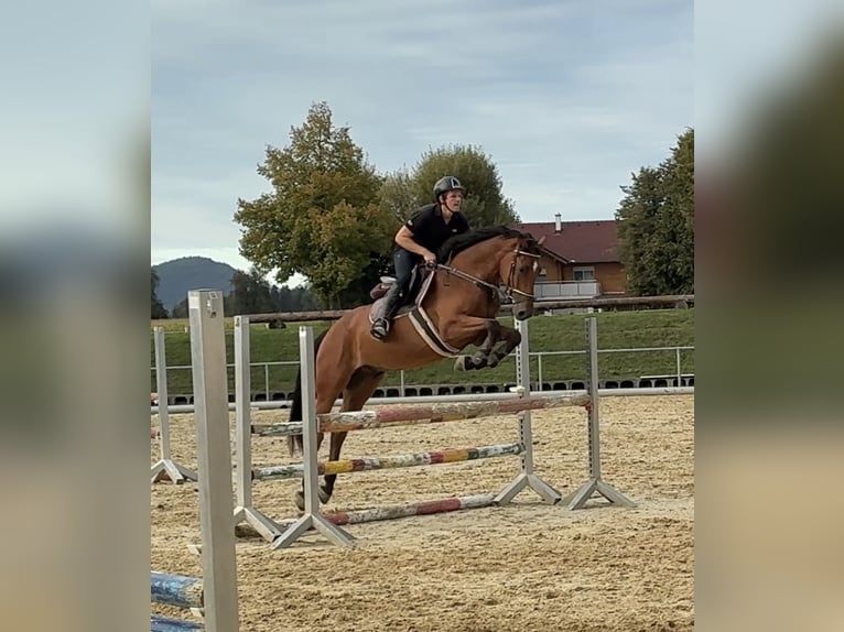 German Sport Horse Gelding 4 years 16,1 hh Brown in Hohenstein