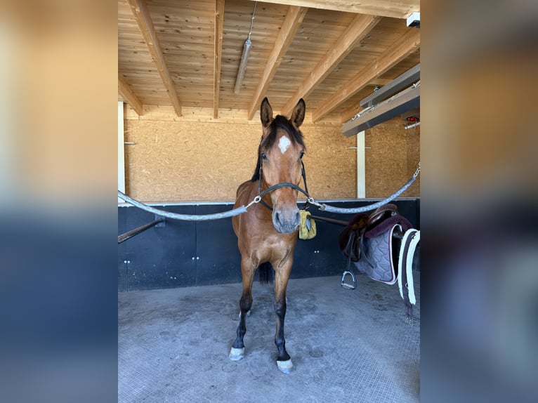 German Sport Horse Gelding 4 years 16,1 hh Brown in Rankweil