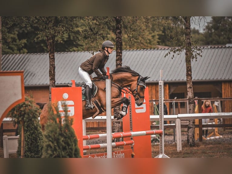 German Sport Horse Gelding 4 years 16,1 hh Brown in Espelkamp