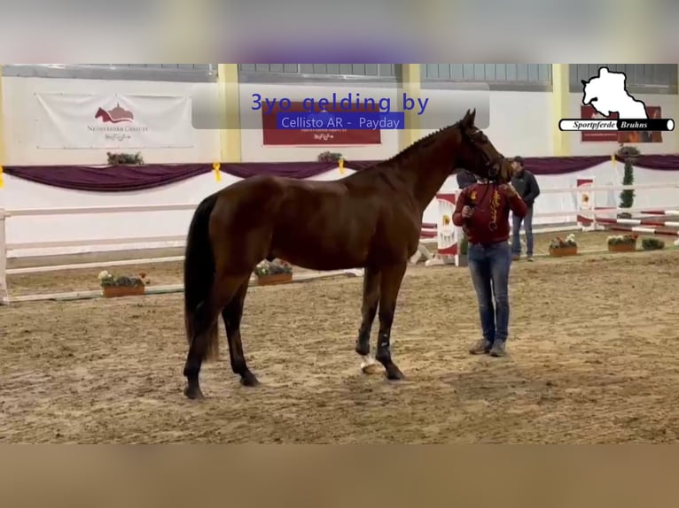 German Sport Horse Gelding 4 years 16,1 hh Brown in Gadow