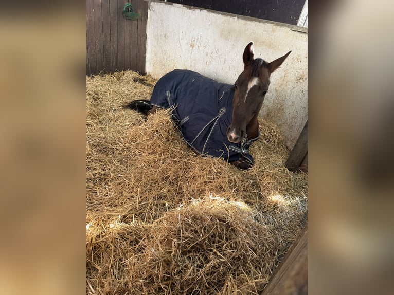 German Sport Horse Gelding 4 years 16,1 hh Chestnut in Karlsfeld