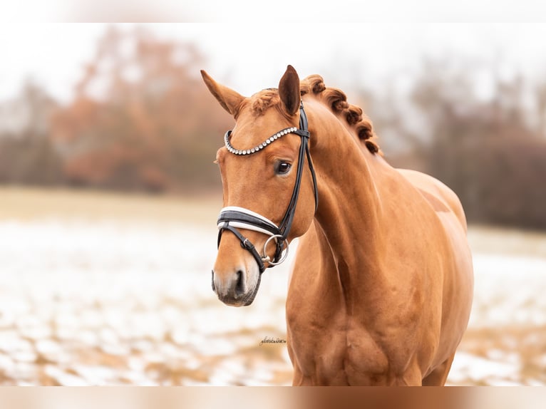 German Sport Horse Gelding 4 years 16,1 hh Chestnut-Red in Lehrberg