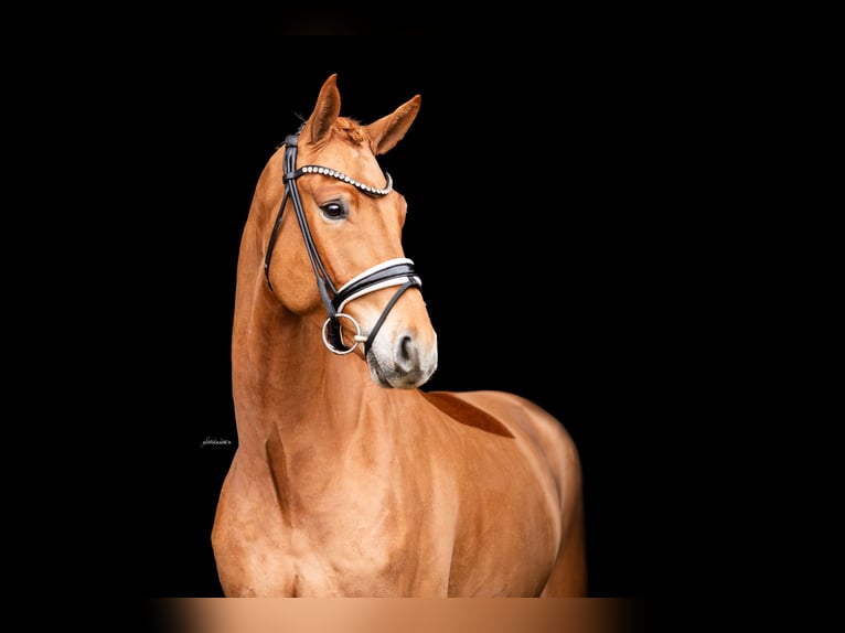 German Sport Horse Gelding 4 years 16,1 hh Chestnut-Red in Lehrberg