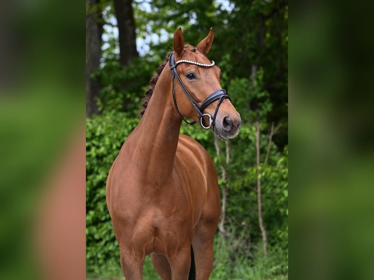 German Sport Horse Gelding 4 years 16,1 hh Chestnut-Red in Ostrach