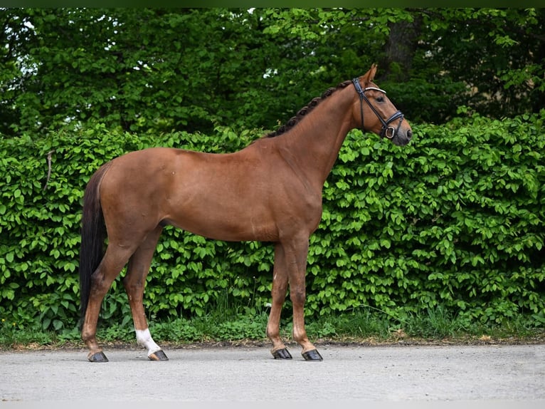 German Sport Horse Gelding 4 years 16,1 hh Chestnut-Red in Ostrach