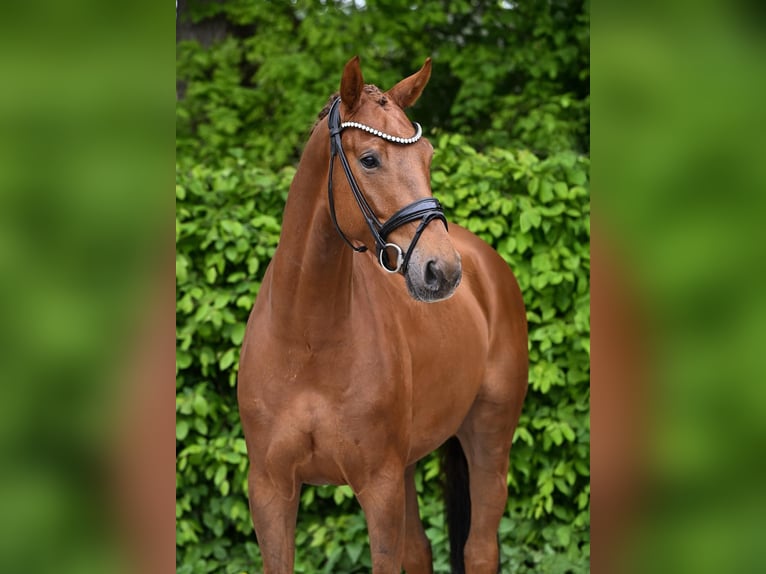 German Sport Horse Gelding 4 years 16,1 hh Chestnut-Red in Ostrach