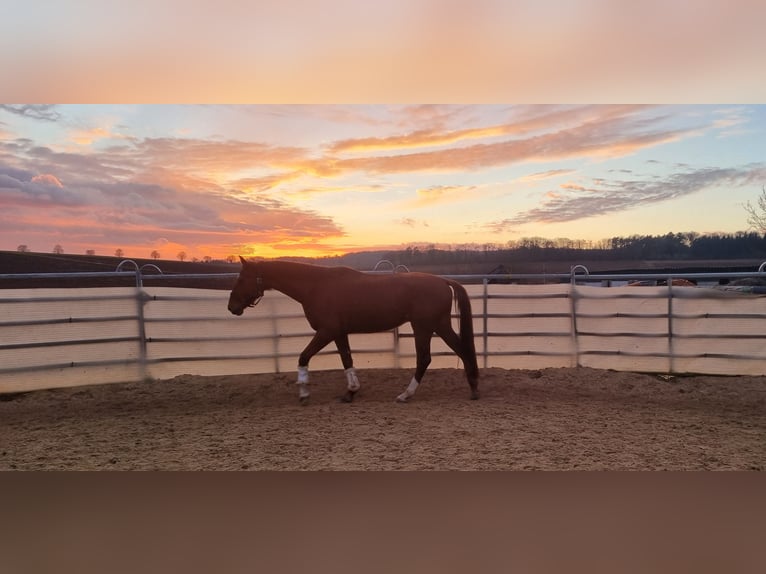 German Sport Horse Gelding 4 years 16,1 hh Chestnut-Red in Niederstotzingen
