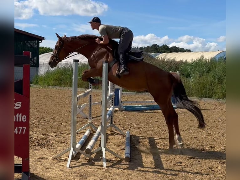 German Sport Horse Gelding 4 years 16,1 hh Chestnut-Red in Michaelisbruch