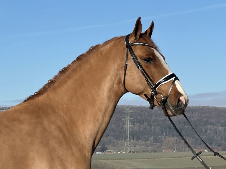 German Sport Horse Gelding 4 years 16,1 hh Chestnut-Red in Riedlingen