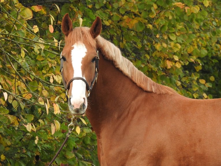 German Sport Horse Gelding 4 years 16,1 hh Chestnut-Red in Verl