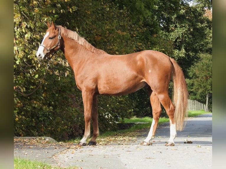 German Sport Horse Gelding 4 years 16,1 hh Chestnut-Red in Verl