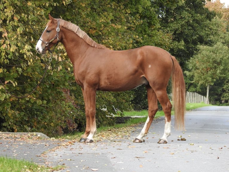 German Sport Horse Gelding 4 years 16,1 hh Chestnut-Red in Verl