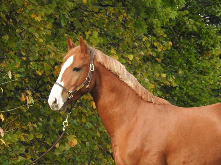 German Sport Horse Gelding 4 years 16,1 hh Chestnut-Red in Verl