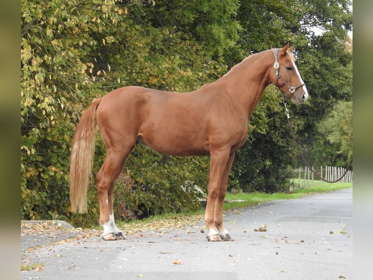 German Sport Horse Gelding 4 years 16,1 hh Chestnut-Red in Verl