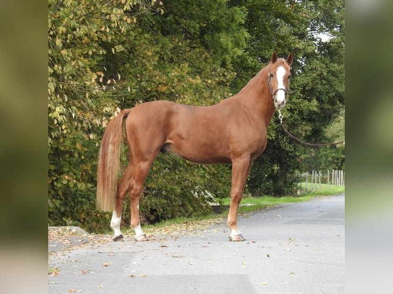 German Sport Horse Gelding 4 years 16,1 hh Chestnut-Red in Verl