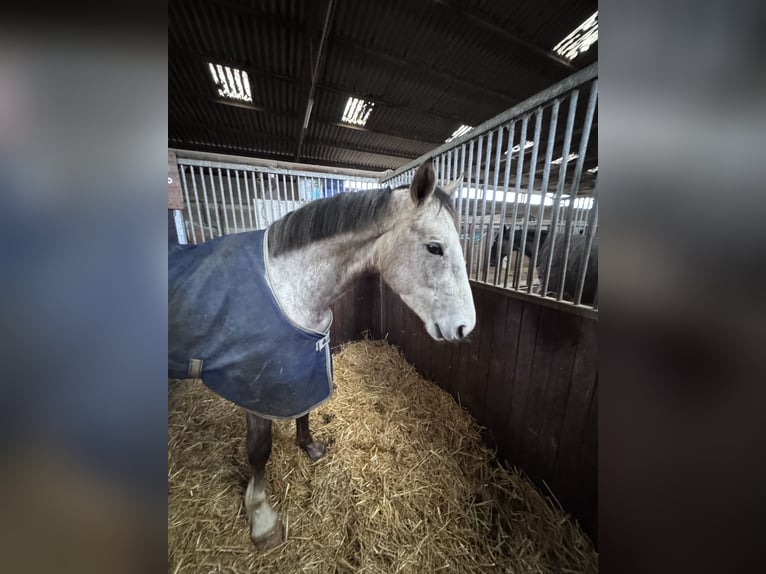 German Sport Horse Gelding 4 years 16,1 hh Grey-Dapple in Allendorf