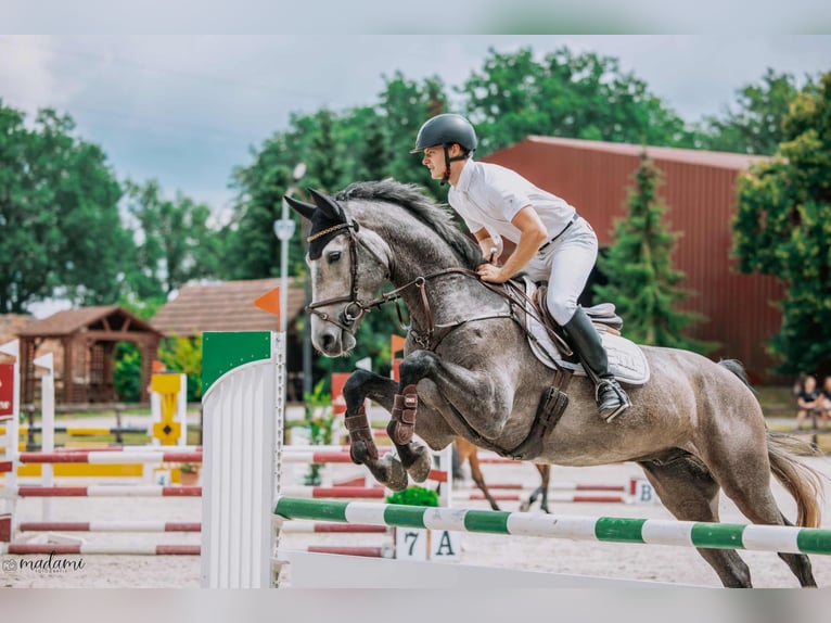 German Sport Horse Gelding 4 years 16,1 hh Grey in Paruszka