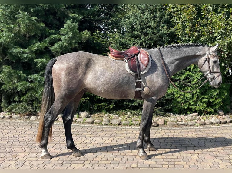 German Sport Horse Gelding 4 years 16,1 hh Grey in Paruszka