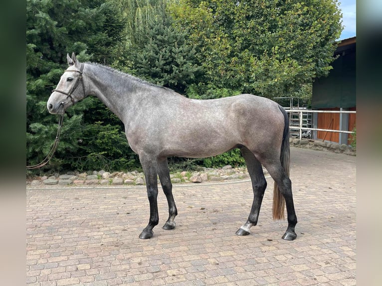 German Sport Horse Gelding 4 years 16,1 hh Grey in Paruszka
