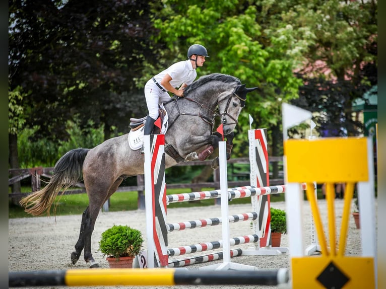 German Sport Horse Gelding 4 years 16,1 hh Grey in Paruszka
