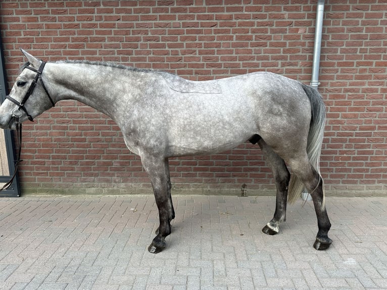 German Sport Horse Gelding 4 years 16,1 hh Grey in Bad Kreuznach