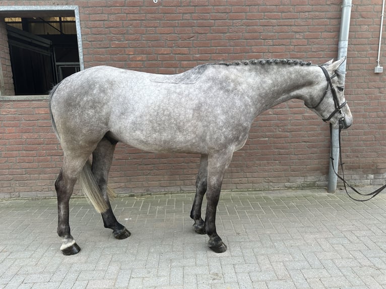 German Sport Horse Gelding 4 years 16,1 hh Grey in Bad Kreuznach