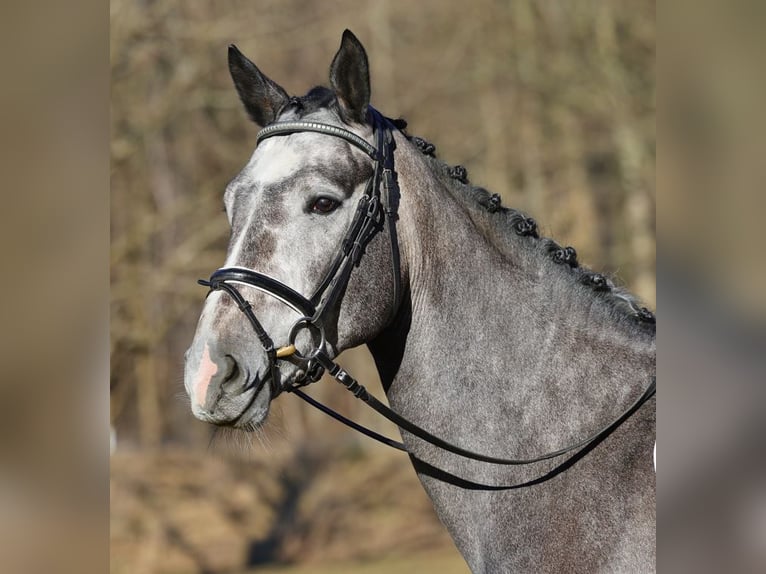 German Sport Horse Gelding 4 years 16,1 hh Grey in Moritzburg