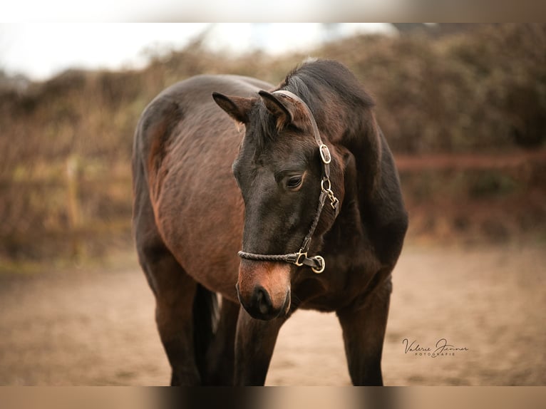 German Sport Horse Gelding 4 years 16,2 hh Bay-Dark in Blekendorf