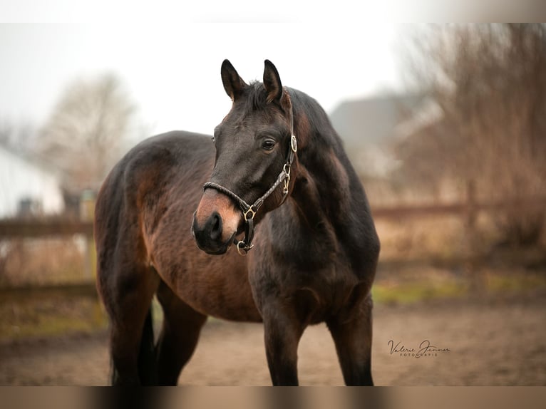 German Sport Horse Gelding 4 years 16,2 hh Bay-Dark in Blekendorf
