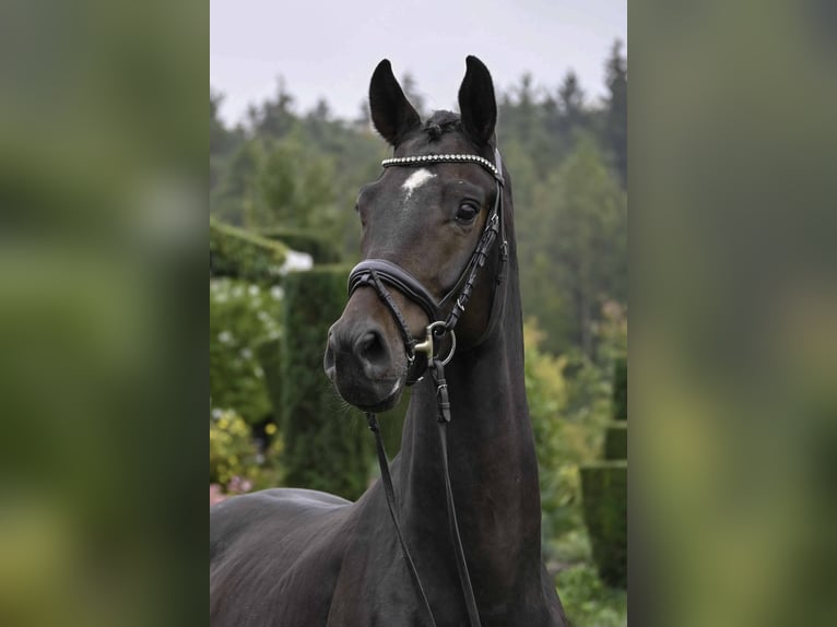 German Sport Horse Gelding 4 years 16,2 hh Bay-Dark in Gomadingen