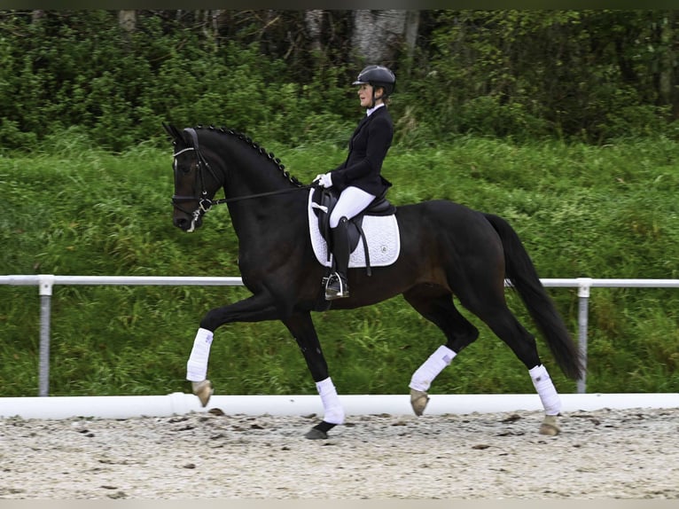 German Sport Horse Gelding 4 years 16,2 hh Bay-Dark in Gomadingen