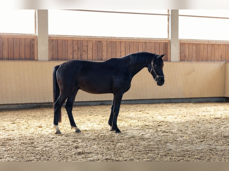 German Sport Horse Gelding 4 years 16,2 hh Bay-Dark in Kraiburg am Inn