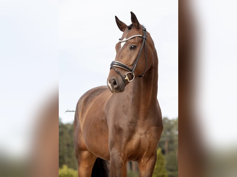 German Sport Horse Gelding 4 years 16,2 hh Bay-Dark in Lehrberg