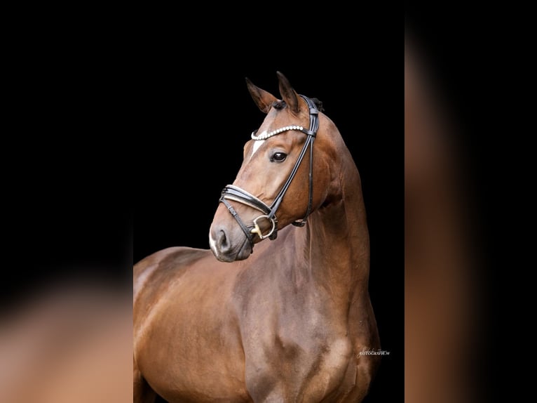 German Sport Horse Gelding 4 years 16,2 hh Bay-Dark in Lehrberg