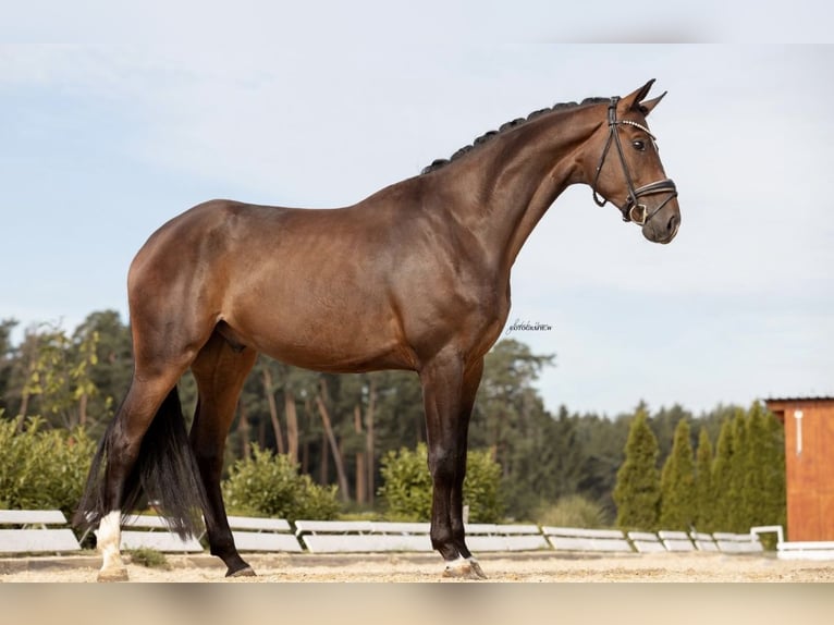 German Sport Horse Gelding 4 years 16,2 hh Bay-Dark in Lehrberg