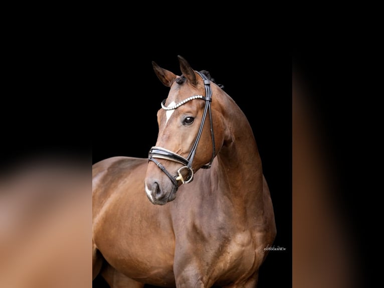 German Sport Horse Gelding 4 years 16,2 hh Bay-Dark in Lehrberg