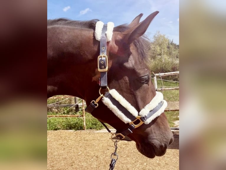 German Sport Horse Gelding 4 years 16,2 hh Bay-Dark in Steinach