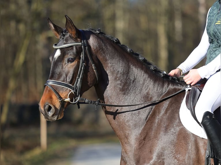 German Sport Horse Gelding 4 years 16,2 hh Bay-Dark in Moritzburg