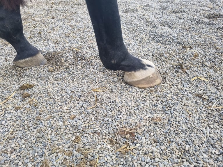 German Sport Horse Gelding 4 years 16,2 hh Black in Schneverdingen