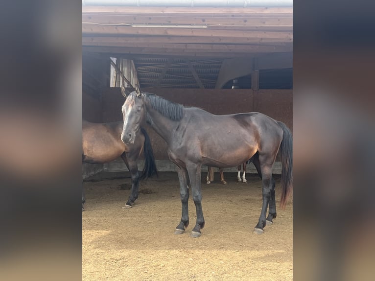 German Sport Horse Gelding 4 years 16,2 hh Black in Altlandsberg