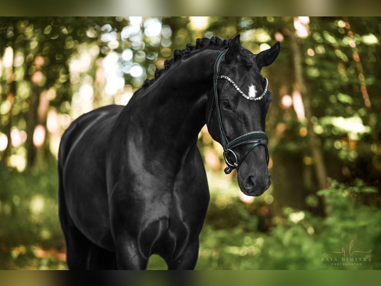 German Sport Horse Gelding 4 years 16,2 hh Black in Wehringen